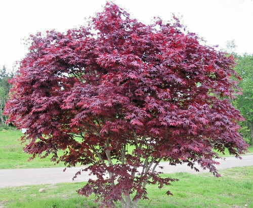 10 SEMI D'ACERO SANGUE - Acer palmatum 'Bloodgood' (resistenti a meno 30) - Foto 3 di 6