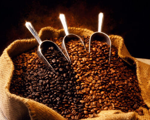 1 lbs. Mélange de grains de café frais style montagne bleu jamaïcain RhoadsRoast Coffees - Photo 1/9