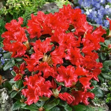 2 x Rhododendron Scarlet Wonder Plants - 15-20cm in Height - 9cm Pots