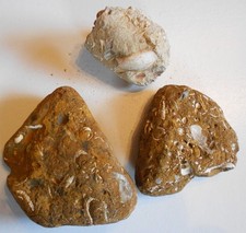 Partia Sternberger Skały Wzór Natura (Z62) Zobacz!