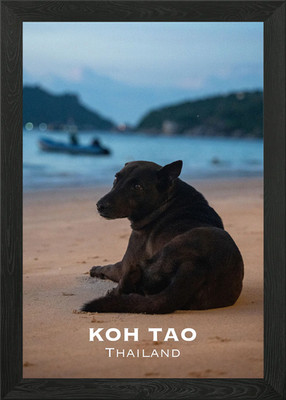 Koh Tao Dog on the beach Framed Wall Art Poster Canvas Print Picture