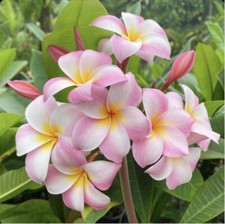 ROOTED PLUMERIA PLANT CUTTING  MOIR PINK  12" WITH 1 TIP