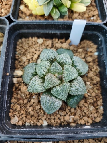 HAWORTHIA PICTA 7CM - Zdjęcie 2 z 4