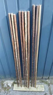 Hazel walking stick shanks