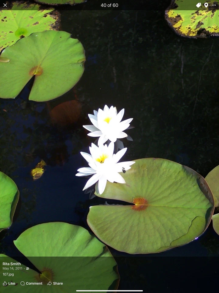 WATER LILY YELLOW CHARLENE TUBER - Live Plants SUPER PRICE!! FREE SHIPPING!!! - Image 2 of 4
