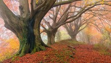 Landscape nature Custom Gaming Mat Desk