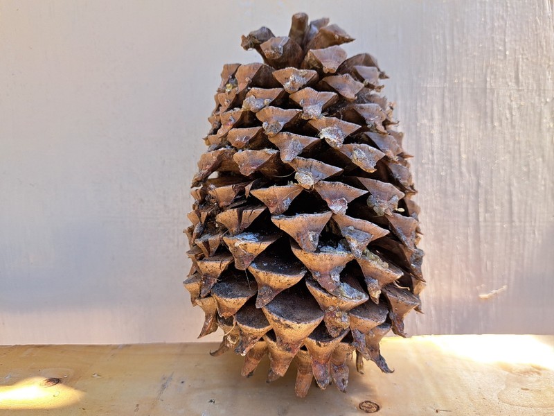 1 Large Pine Cones – Natural Craft Pinecones for DIY- Decoration -Art -Holiday