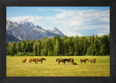 Pferd gerahmtes Wandbild Poster Leinwanddruck Bild