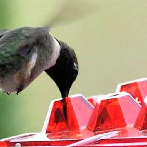 Hummingbird Feeders for Outdoors Easy Clean Mounting Plastic Hanging Feeders - Picture 11 of 13