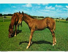 Carte Postale - Animaux - Chevaux - Pouliche et son Poulain - CPM - Voir Scans R