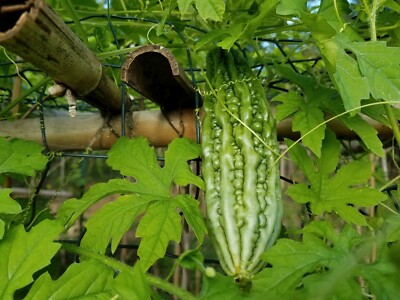 plant food for money tree Premium Liquid MONEY TREE Plant Fertilizer - 3-1-2 Concentrate for Indoor Plants and Flowers by Gardenera | Organic Plant Food for MONEY TREE main image 1