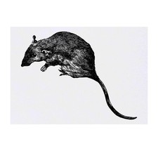 'Rat' Temporary Tattoos / Transfers TO00031193 