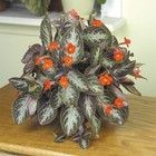 15+ Seeds Violet ‘Chocolate Soldier house plant garden flowers