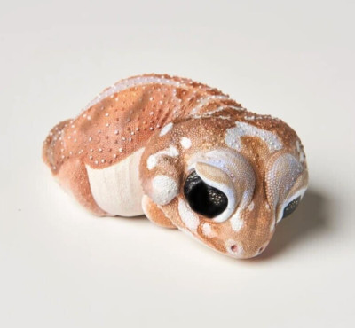 small lizard ,sugar , chocolate,polymer clay, Resin, plaster, candle, soap mold