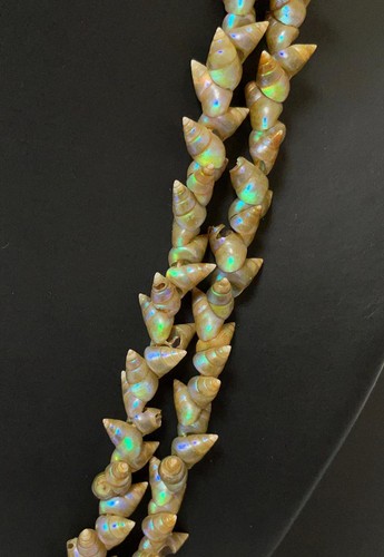 VINTAGE TASMANIAN ABORIGINAL MAIREENER SHELL NECKLACE LONG STRAND 135cms - Picture 5 of 15