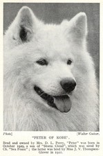 Samoyed "Kobe" - 1934 Vintage Dog Art "Photo" Print - CUSTOM MATTED 8x10