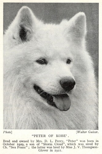 Samoyed "Kobe" - 1934 Vintage Dog Art "Photo" Print - CUSTOM MATTED 8x10