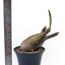 Pachypodium gracilius for sale by Little One Plant Nursery