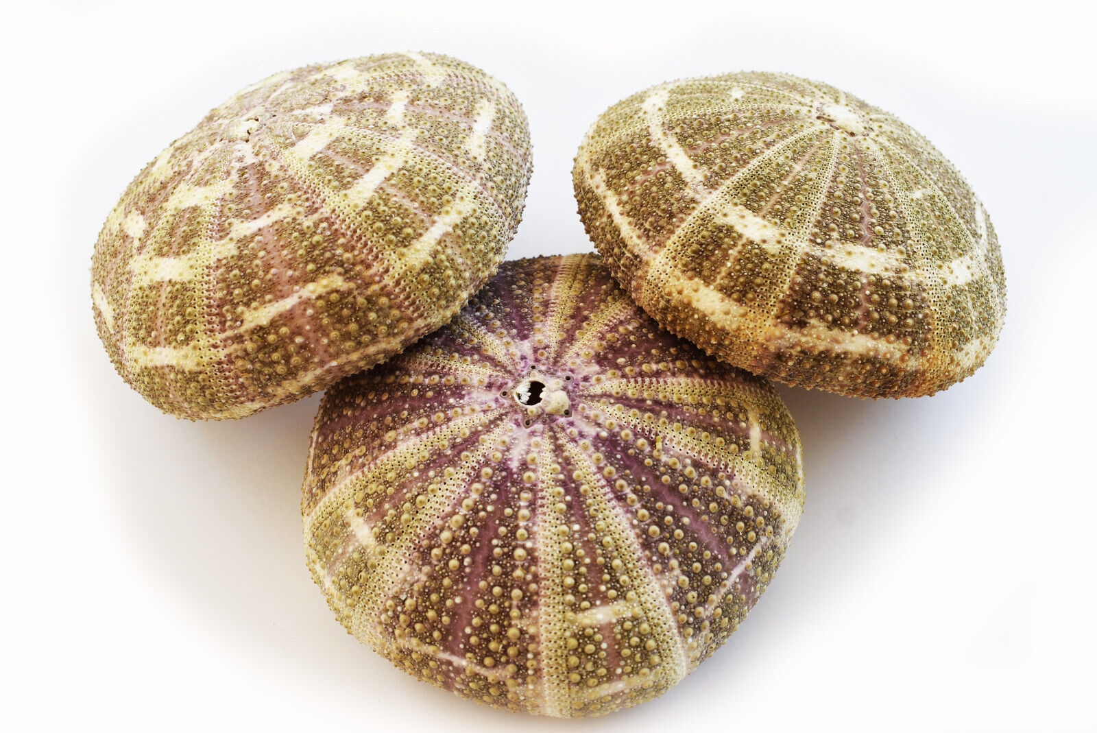 3 Beautiful Small Alfonso Gator Sea Urchins 34" Beach Crafts Air Plant