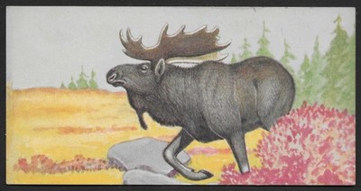 Moose mammal 1968 by Renwal (3'' x 5 7/8'') - 1 flash card