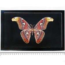 Attacus atlas MALE BLACK BACKGROUND snake mimic saturn moth Indonesia FRAMED
