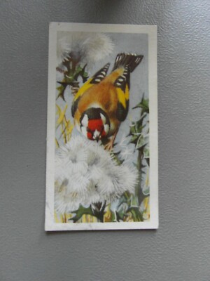 Brooke Bond original 1957 tea-card ''Bird Portraits'', No.8 ''Goldfinch''.