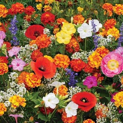 BloomingBulb Seed Mat - Easy to Plant and Grow Garden Seeds - Creates Fragrant,