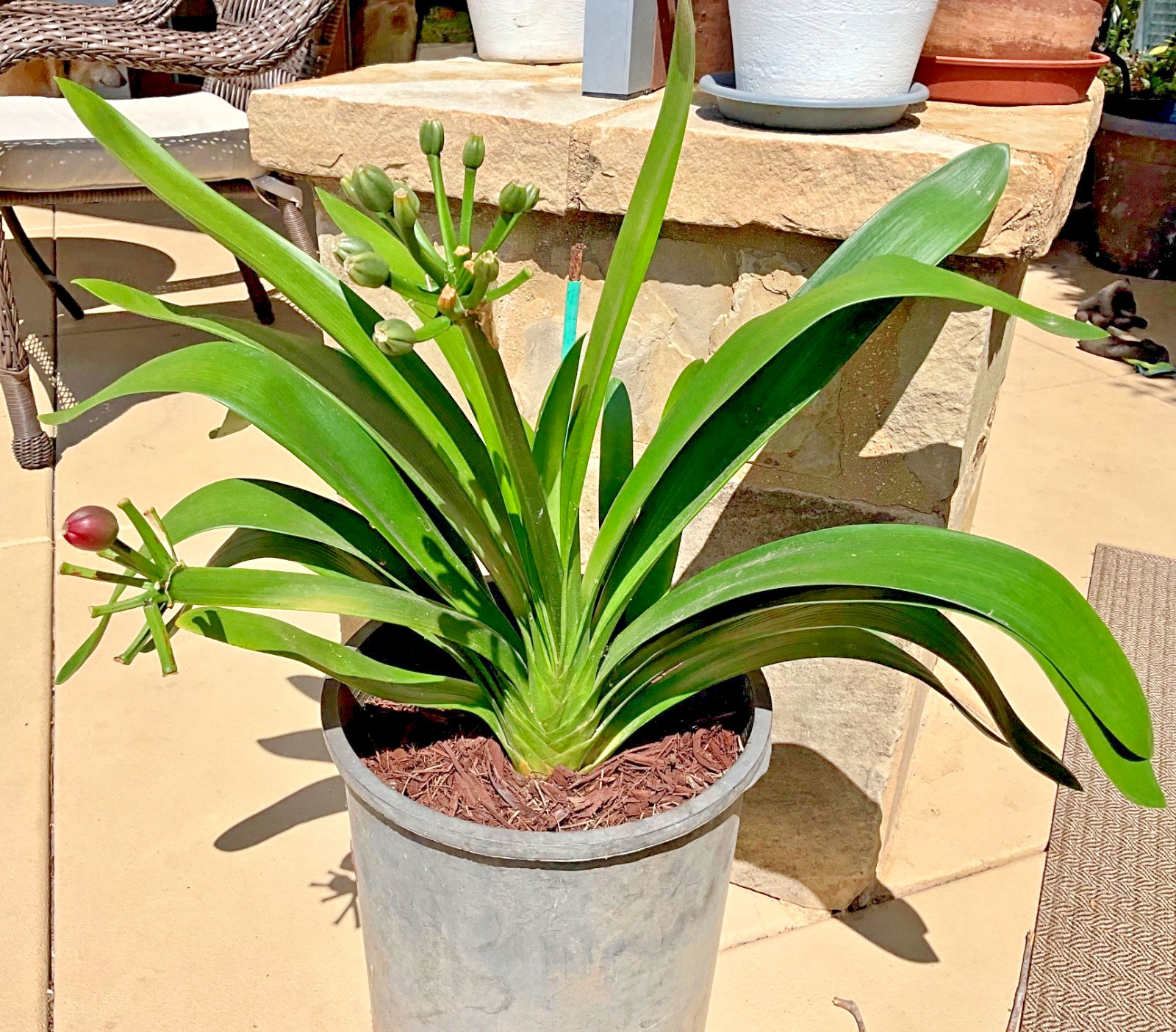 1 Large, Mature Clivia Miniata Plant, Bush Lily, Orange Flowers, 16 Leaves