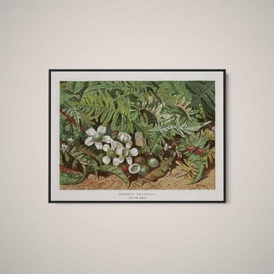 London Almanack - Vol. 21 - Common Polypody - Art Print on Paper or Canvas