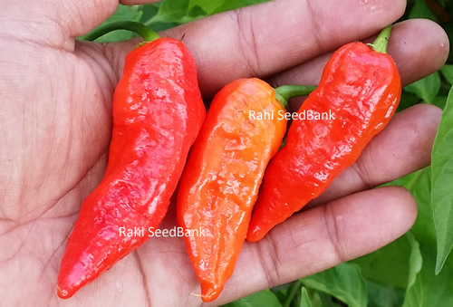 Cornish Naga Chilli - A Sweet & Fruity Flavoured Extremely Hot Chilli Variety!!! - Picture 1 of 8