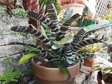 Aechmea BLACK CHANTINII Bromeliad one tropical plant BIG