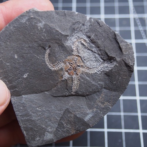 100gr Starfish Ophiura sp. Fossil Morocco Ordovician 1419 - Picture 4 of 7