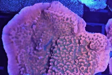 [WYSIWYG] WWC Cherry Tree Monti Cap Frag #4 Easy Montipora SPS Live Coral