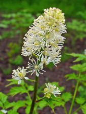 Actaea spicata  !! 50 seeds