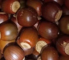 Acorns 2025 Season Sawyooth Oak