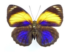 Agrias phalcidon fournierae - AgriasButterflies.com