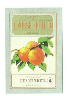 Prunus persica ; Pfirsichbaum : J Morse Fruit Co. Floral/Flora: