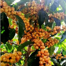 15 Yellow Arabica Coffee Seeds  Coffea arabica Amarillo  Germination Ready