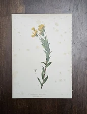 1878 Antique Botanical Chromolithograph Book Plate MARYLAND GOLDEN STAR Print