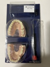 Acadental ModuPRO Perio Typodont Model MP P500