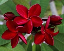 Rare Plumeria Daeng Sayem/Siam Red/frangipani- 1 cutting- imported