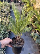 Zamia pumila (Coontie) – 1 Gallon – Native Florida Cycad – Hardy