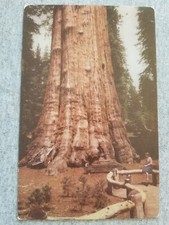 Sequoia National Park California General Sherman Tree 1940 Union Oil Postcard