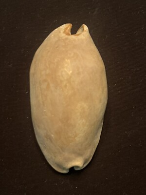 EXTINCT Fossilized COWRIE Shell ( Akleistostoma Olssoni ) From Central Florida 