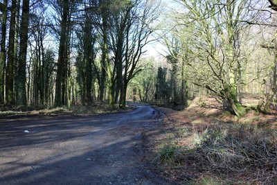 Photo 6x4 Track to Car Park, Cally Woods Gatehouse of Fleet  c2018