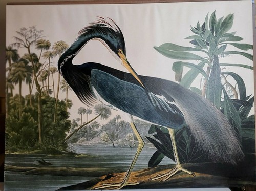 Trademark Fine Art "Louisiana Heron" Large Canvas Art by John James Audubon 47" - Picture 5 of 9