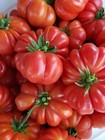 Costoluto Genovese Tomato Seeds 25 Heirloom Rare Florida Grown