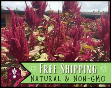 5,000+ Amaranth Seeds [Red Garnet] Gardening Seed Packet, Heirloom, Non-GMO