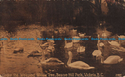 R089772 Unter der Trauerweide. Beacon Hill Park. Victoria. B. C. Pacific