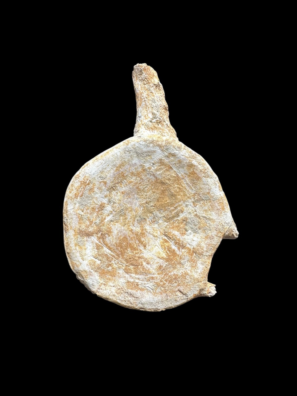 100% Genuine Plesiosaurus Vertebra – Jurassic Collector’s Treasure – Authentic